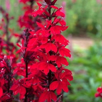 Lobelia Starship Scarlet Bronze Leaf