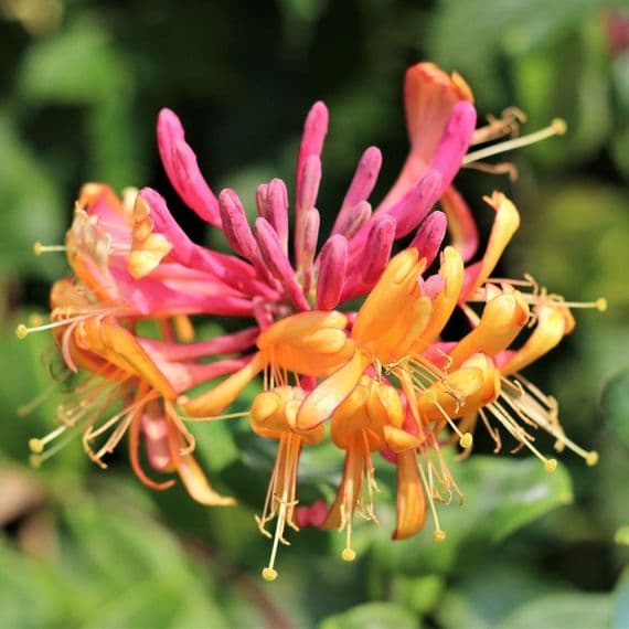 Lonicera Gold Flame