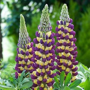 Lupin Manhatten Lights