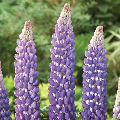 Lupin Persian Slipper
