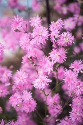 Lychnis Petitie Jenny