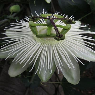 Passiflora Snow Queen