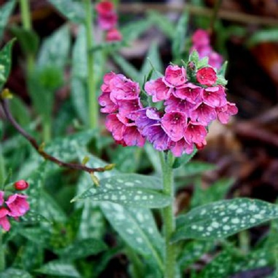 Pulmonaria
