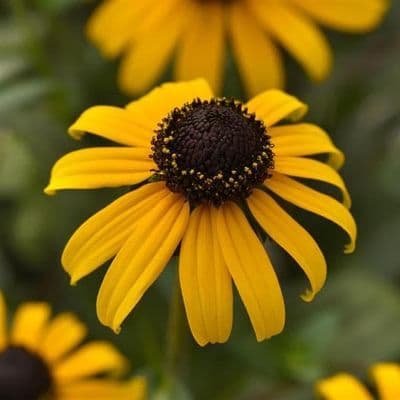 Rudbeckia Goldblitz