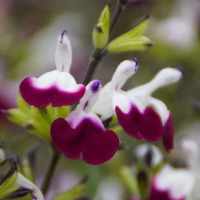 Salvia Amethyst Lips