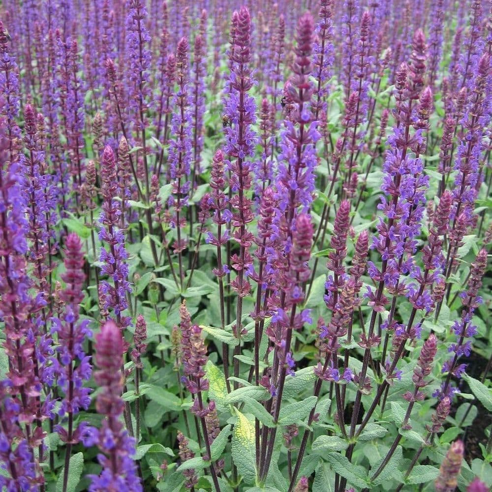 Salvia Caradonna Compact salvia-caradonna-compact