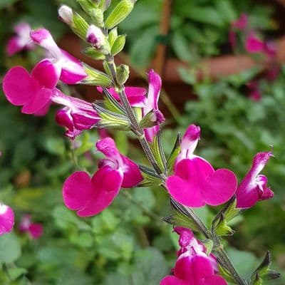 Salvia Cherry Lips