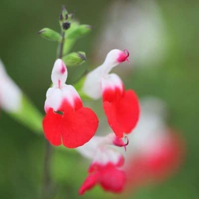 Salvia Hot Lips