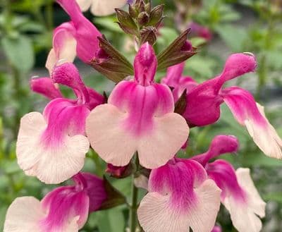 Salvia Mirage Rose Bicolour
