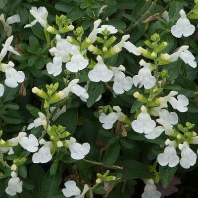 Salvia Mirage White
