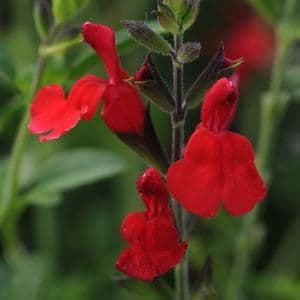 Salvia Radio Red