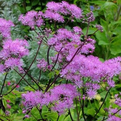 Thalictrum Black Stockings