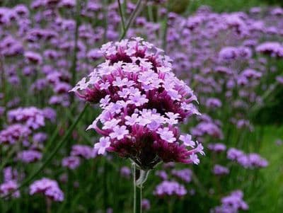 Verbena Buenos Aires