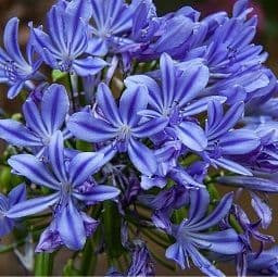 Agapanthus