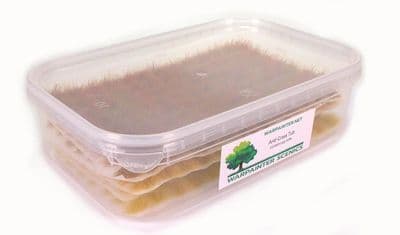 Arid grass tub of 455 tufts