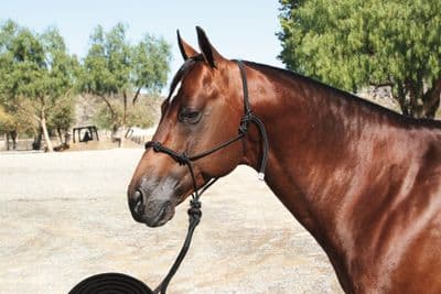 Professional's Choice Clinician Halter