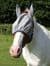 Bucas Buzz-Off Pony Fly Mask from Miniature