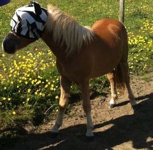 Bucas Buzz-Off Pony Zebra Fly Mask from Miniature