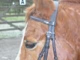 EQUIKITS Washable Web Bridle With Flash - Shetland, Small Pony, Pony, Cob Sizes - Full Spectrum Colours