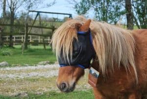 Equilibrium Midi Fly Mask( in sizes from Miniature)