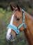 Shires Fleece Lined Lunge Cavesson
