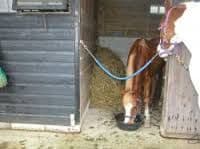 Stable / Stall Chain