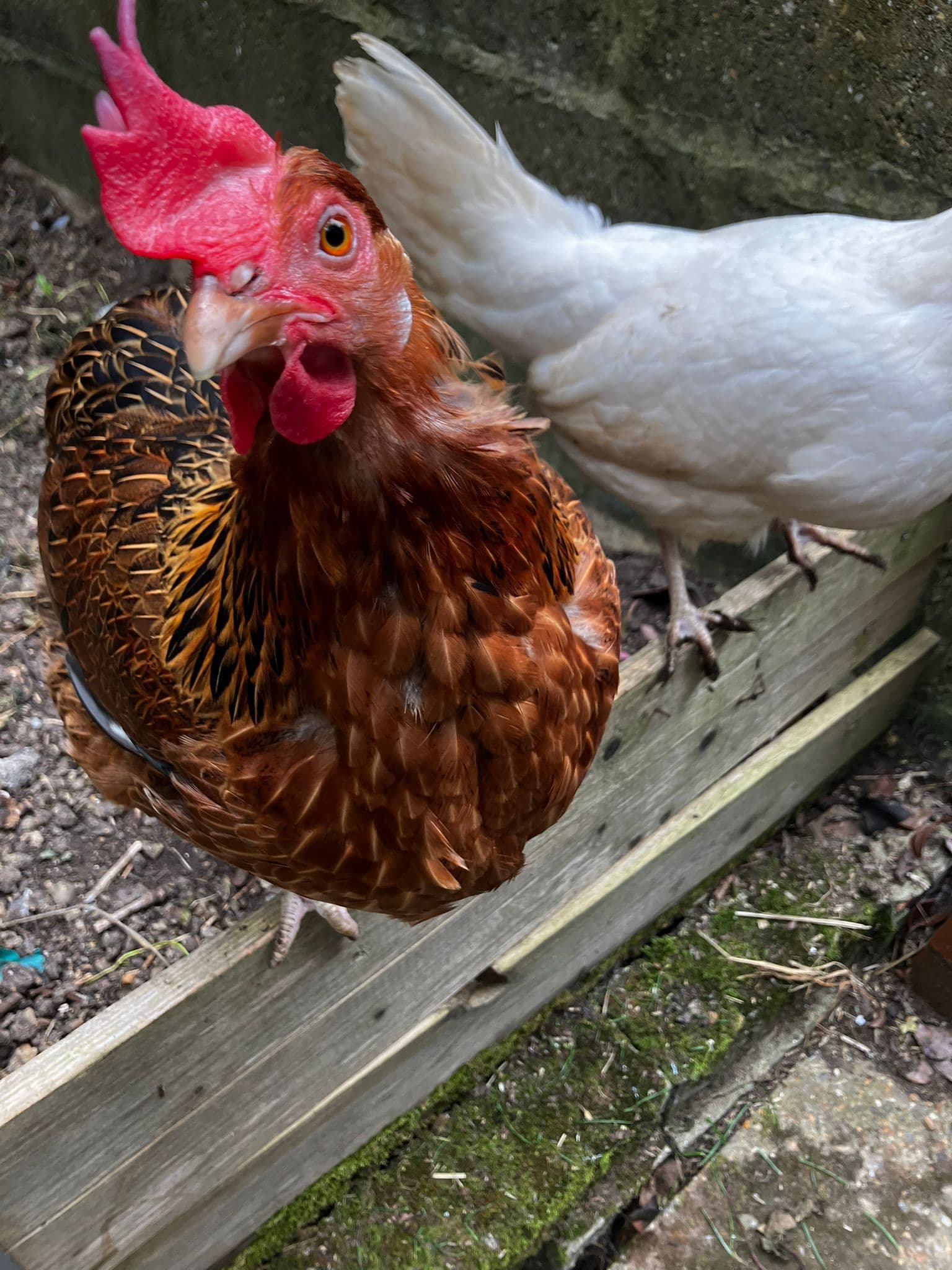 The Most Humane Way to Dispatch a Poorly Hen at Home: A Kind, Practical Guide for Smallholders