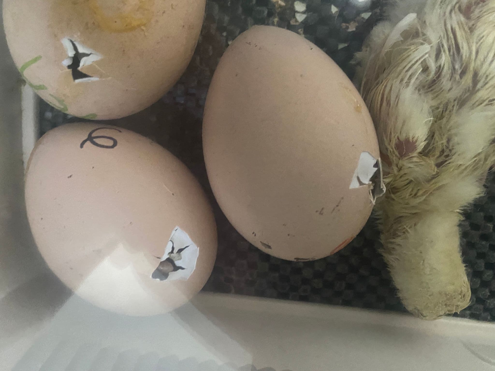 Helping a Chick Hatch: When to Step In — and When to Leave Well Alone