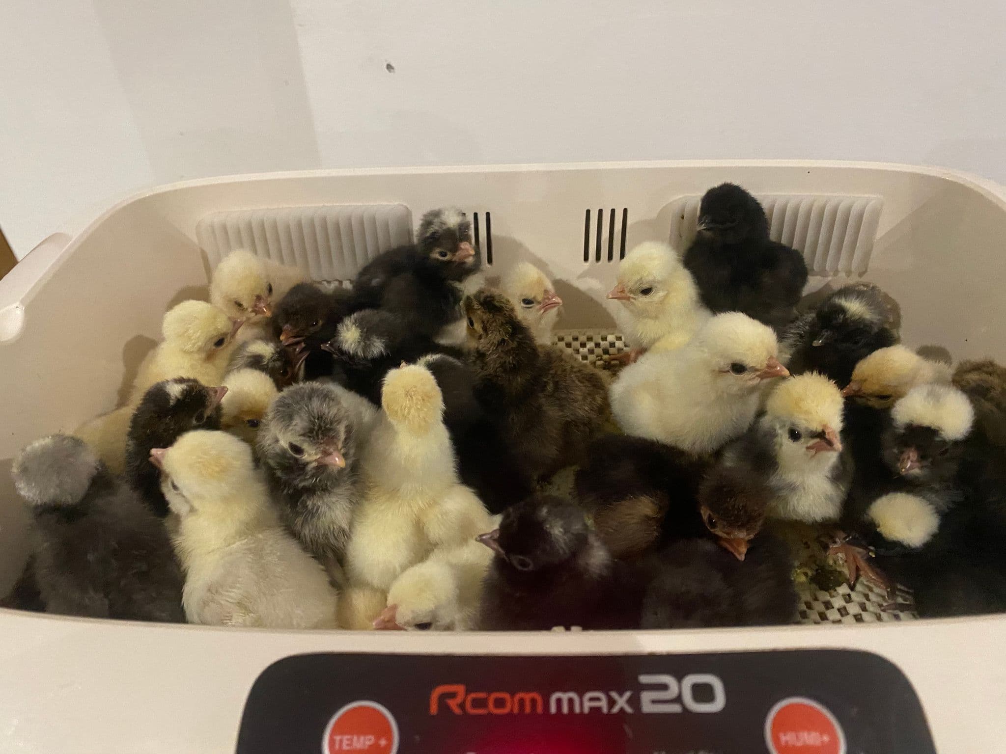 Lockdown in the Incubator: Why Opening the Lid Causes So Many Hatch Failures