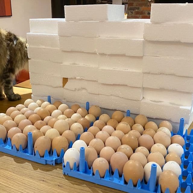 Posted Hatching Eggs: How to Give Them the Best Possible Chance