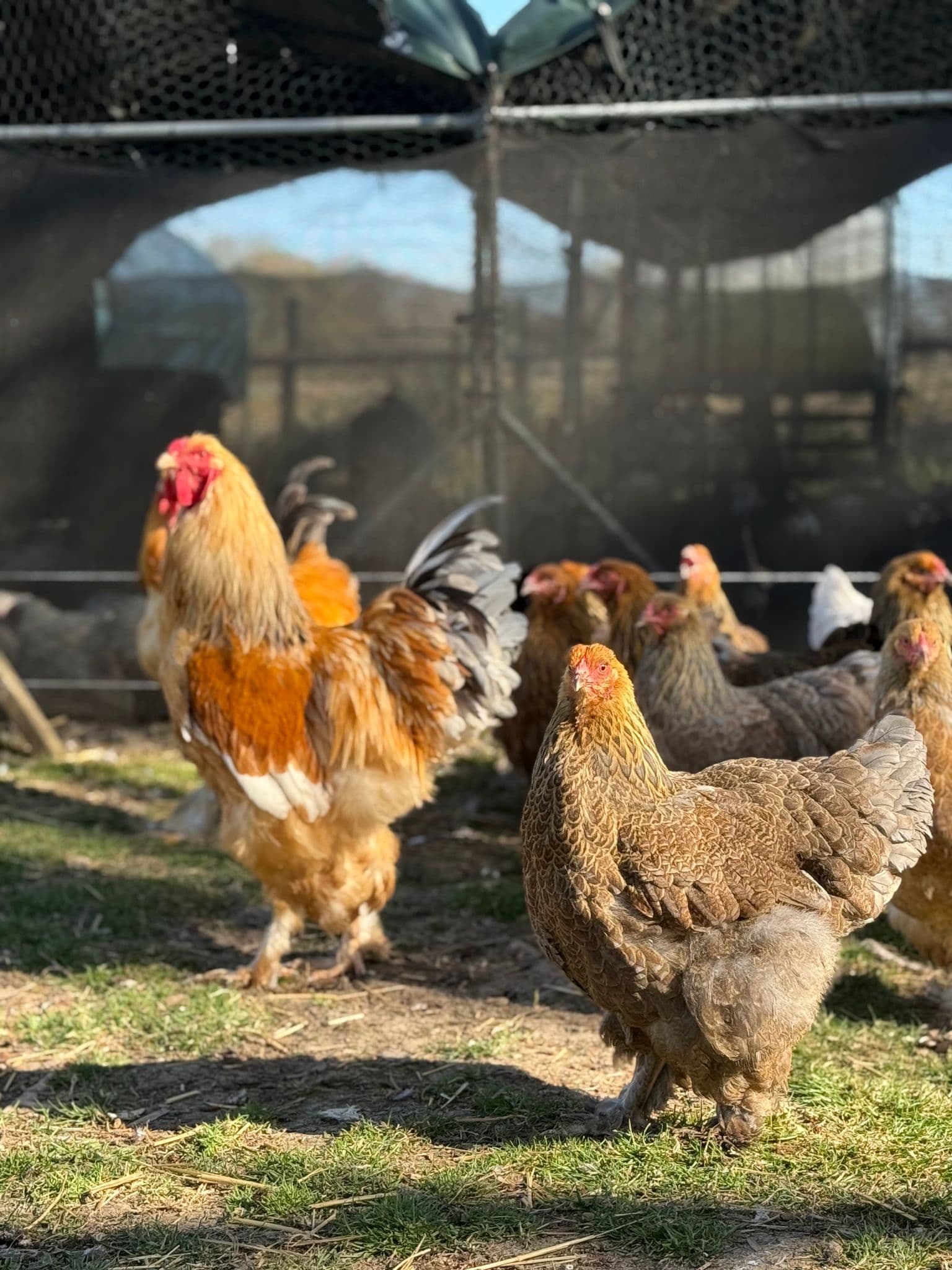 Are Brahma Chickens Good For Beginners?