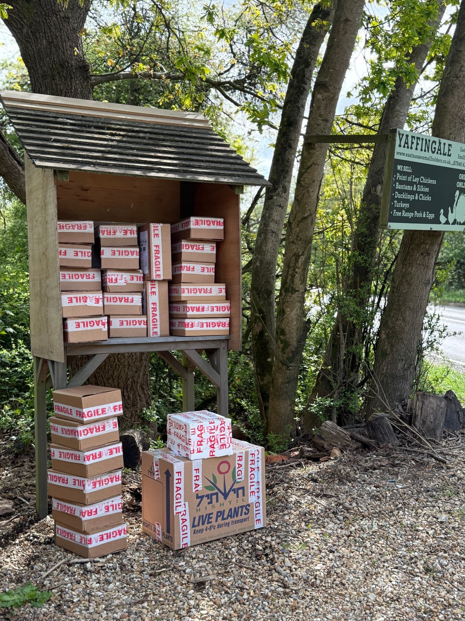 Hatching Chicken Eggs from Our Posted Eggs