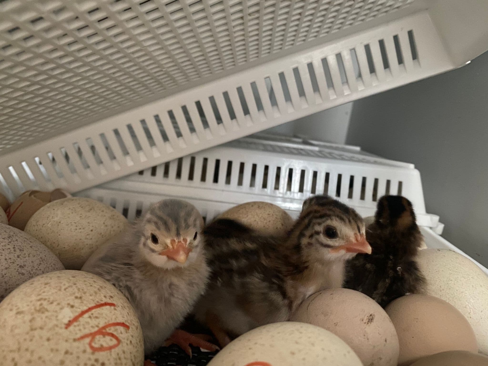Why Egg Colour Doesn’t Guarantee Chick Colour (and Other Hatching Myths)