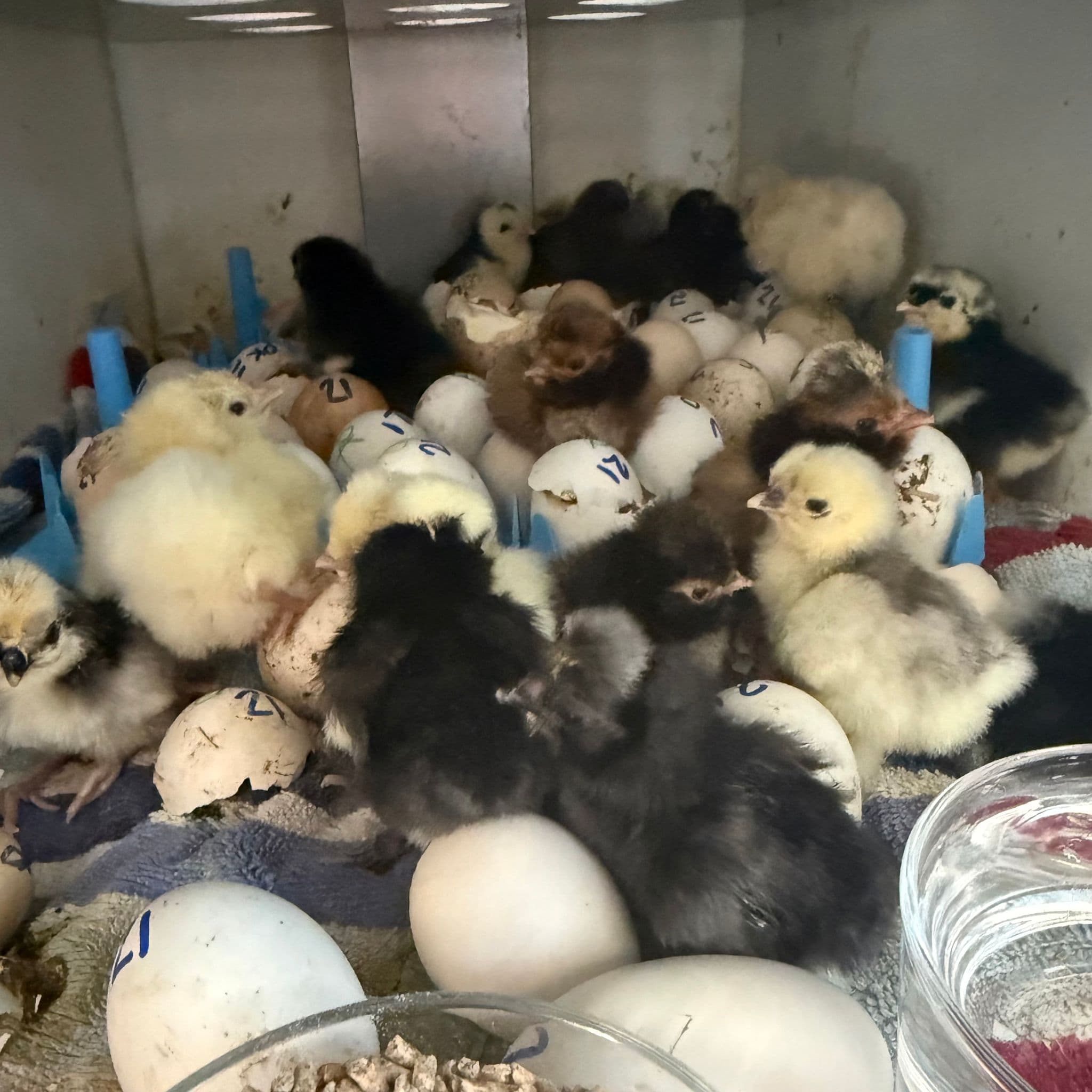 First 48 Hours After Hatch: What Chicks Really Need (and What They Don’t)