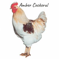 Amber | Amber Star Garden | Available Now