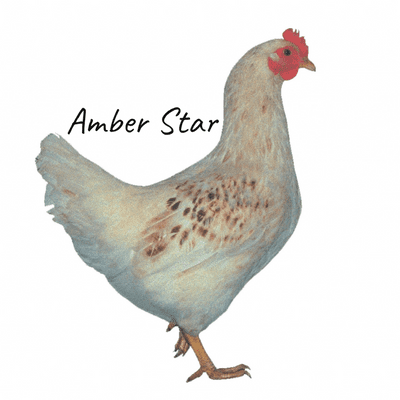 Amber | Amber Star Garden | Available Now