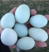Araucana Rumpless - Available Now