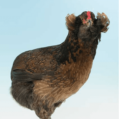 Araucana Rumpless - Available Now