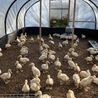 Aylesbury Duck Hatching Eggs