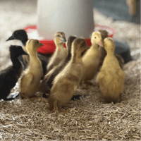 Baby Indian Runner Ducklings  - Hatched 25th June