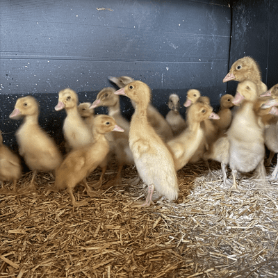 Baby Indian Runner Ducklings  - Hatched 25th June
