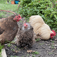 Baby Pekin Bantam Chicks - Available Now