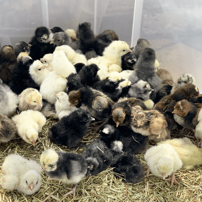 Baby Pekin Bantam Chicks - Available Now