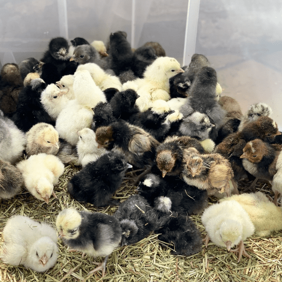 Baby Pekin Bantam Chicks - Available Now