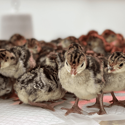 Baby Turkey Chicks - Bronze or  Norfolk Black or White July 2026