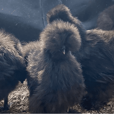 Black Silkie Bantam Chickens - Available Now