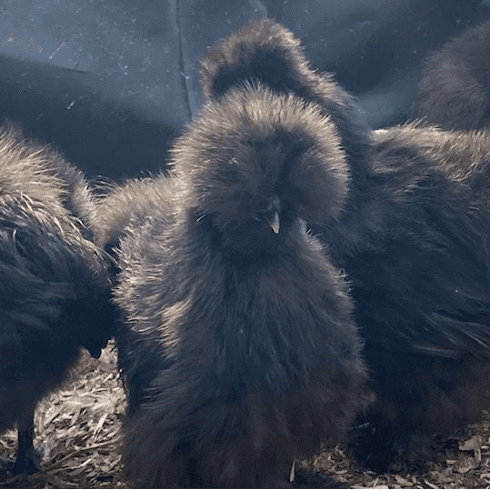 Black Silkie Bantam Chickens - Available Now