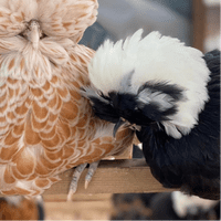Black & White Poland Bantam Chicken (Polish)  - Available Now