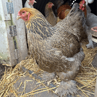 Brahma Chickens Gold Laced Partridge - Available Now