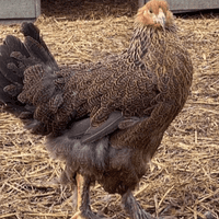 Brahma Chickens Gold Laced Partridge - Available Now